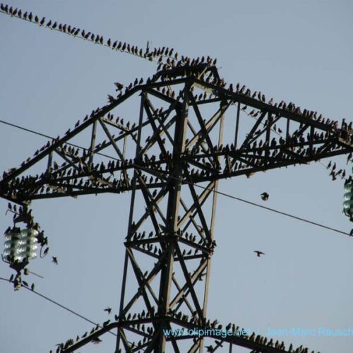 oiseaux pilone electrique
